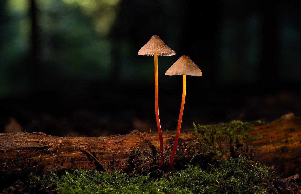 豪利时草莓双爆珠:桐庐海鲜购买平台